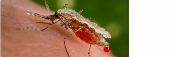 Co je třeba vědět o malárii