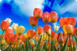 Tulipánový měsíc pomáhá už po desáté